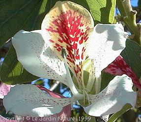 Bauhinia monandra - Arbre � orchid�es