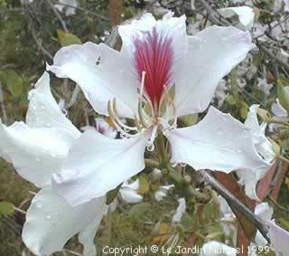 bauhinia