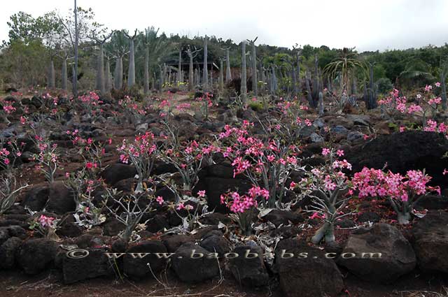 Roses du désert et Pachypodiums