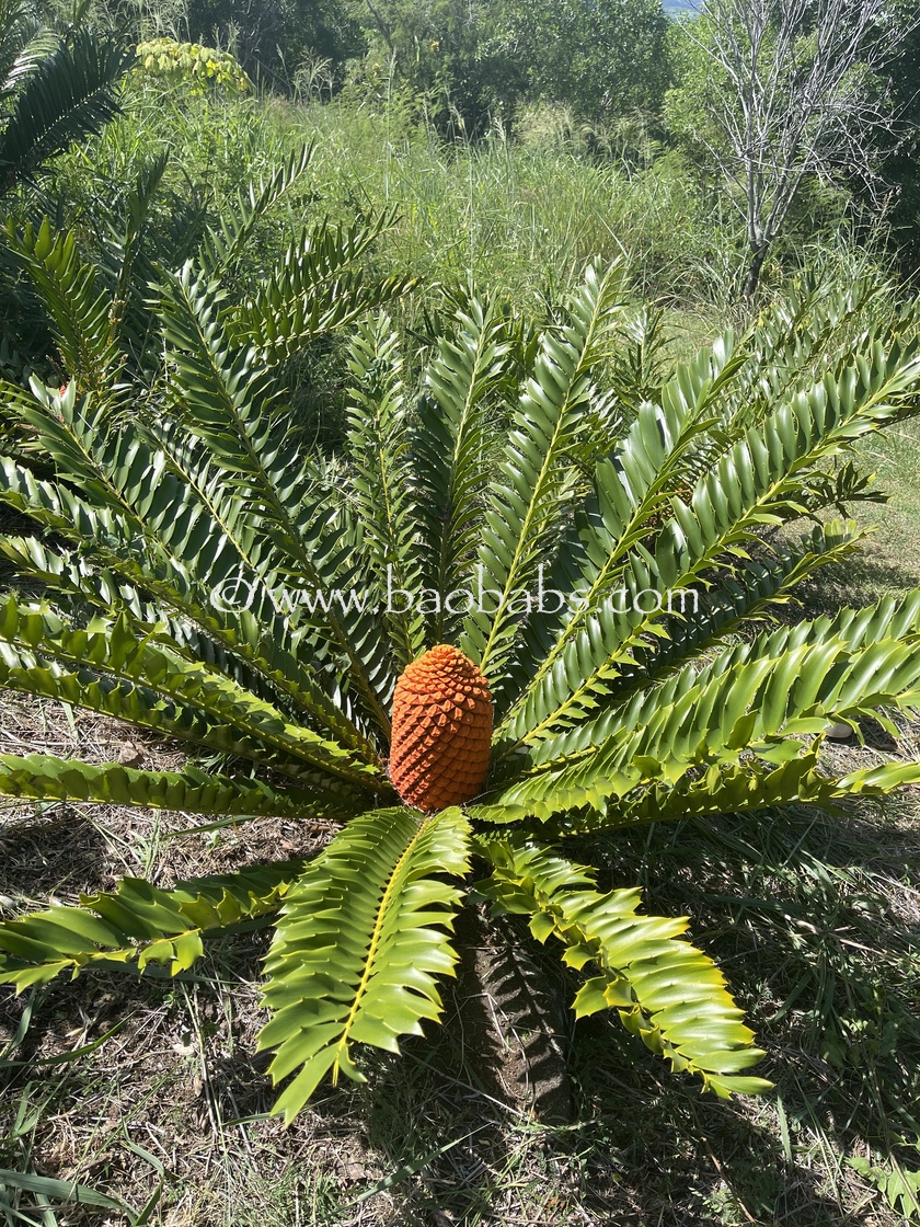 Ravenala sp. 'Honkondambo' – Red Travellers Palm – Buy seeds at