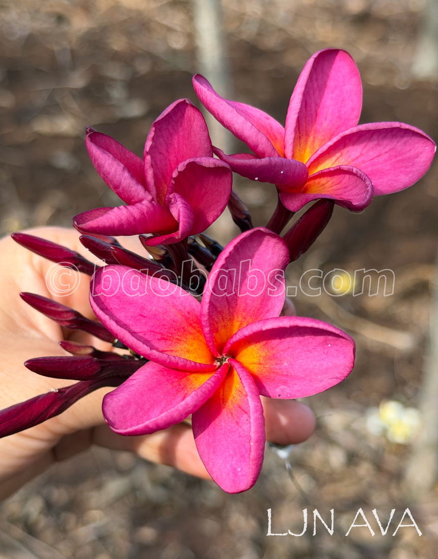 Plumeria rubra LJN AVA