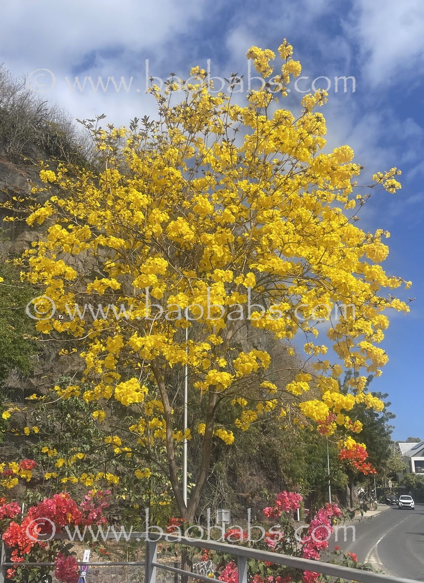 Tabebuia chrysotricha