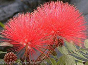 Calliandra haematocephala
