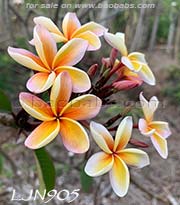 Plumeria rubra LJN905