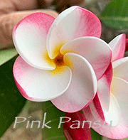 Plumeria rubra PINK PANSY