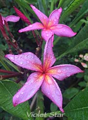 Plumeria rubra VIOLET STAR