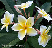 Plumeria rubra WHITE STAR aka X*CELADINE,HAWAIIAN YELLOW, GRAVEYARD YELLOW, COMMON YELLOW , COMMON CREAM, YELLOW, HUEVOS, COMMON WHITE