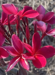 Plumeria rubra A019 aka B*A019
