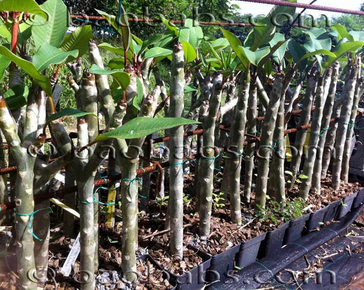 plumeria cuttings