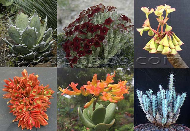 Plantes succulentes et Cactus