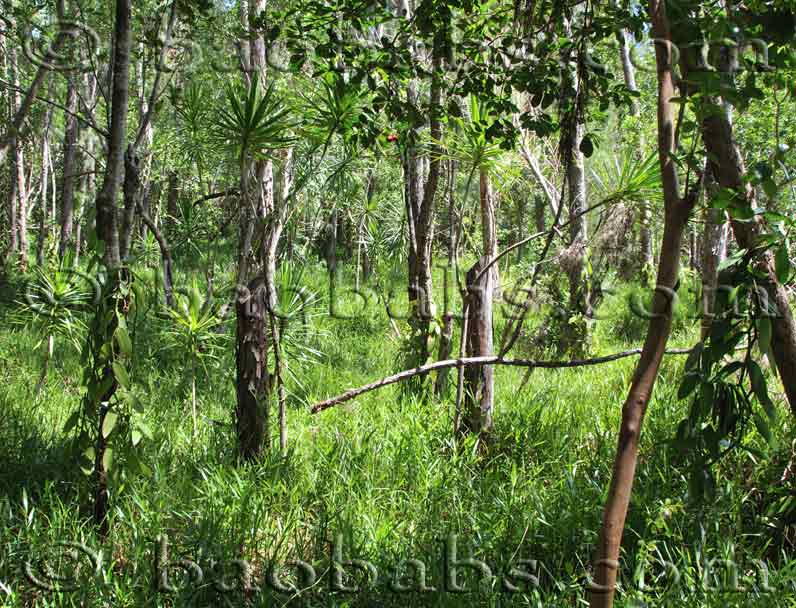 Vanilla planifolia en culture