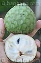 Annona cherimolia