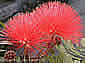 Calliandra haematocephala