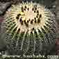 Echinocactus grusonii white form