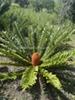 Encephalartos ferox