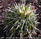 Ferocactus latispinus var. flavispinus