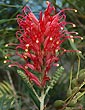 Grevillea banksii