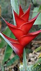 Heliconia caribaea