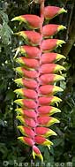 Heliconia rostrata