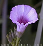 Ipomoea eriocarpa