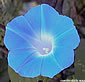 Ipomoea indica