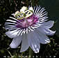 Passiflora foetida