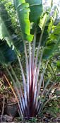 Ravenala madagascariensis HONKONDAMBO