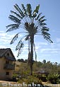 Ravenala madagascariensis