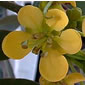 Senna siamea