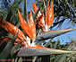 Strelitzia reginae