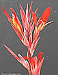 Canna indica Flamea