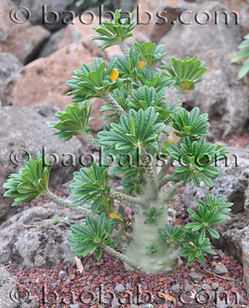 Plant Dorstenia gigas