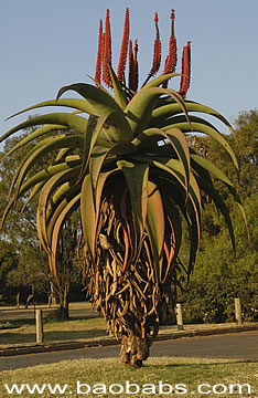 aloe madagascar Malagasy Tree Aloe main image 0