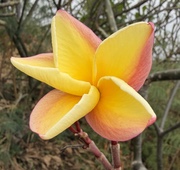 Plumeria rubra VERA CRUZ ROSE