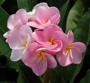 Plumeria rubra PRETTY IN PINK