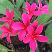 Plumeria rubra CERISE