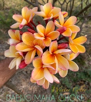 Plumeria rubra DAENG MAHA CHOKE