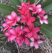 Plumeria rubra ERICS RED