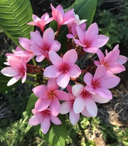 Plumeria rubra LOPBURI PINK