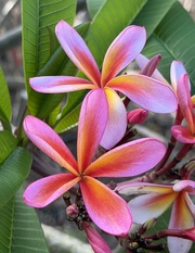 Plumeria rubra LJN435