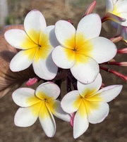 Plumeria rubra LJN999