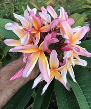 Plumeria rubra RAINBOW STARBURST