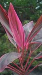 Cordyline fruticosa